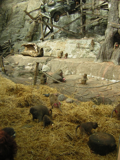 Stockholm - baboons
