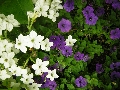 Wedding reception - pretty flowers